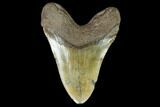Fossil Megalodon Tooth - South Carolina #127739-2
